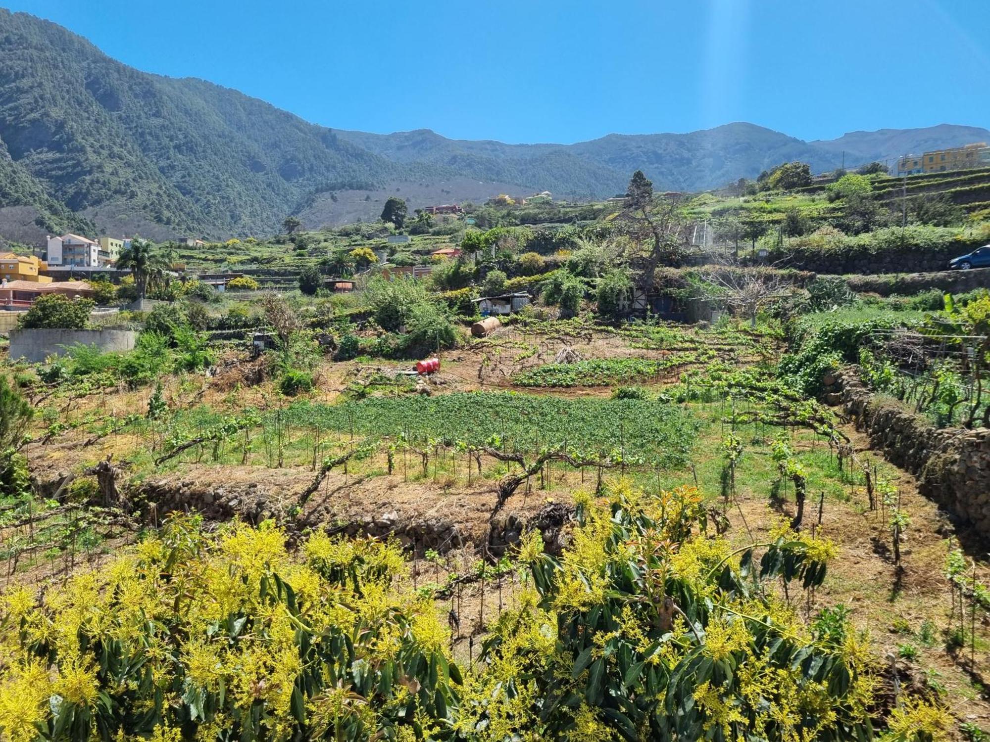 Vivienda Vacacional Ca Na Paula La Orotava Eksteriør bilde
